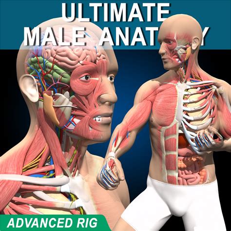 Ultimate Male Anatomy V2 (Advanced Rig) – MotionCow
