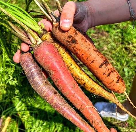 Pick Your Own – Wards Berry Farm, Sharon MA
