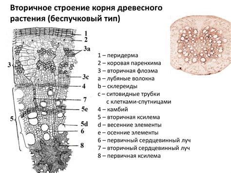 Вегетативные органы растений - презентация онлайн