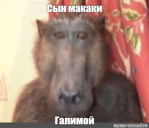 Мем: "Сын макаки Галимой" - Все шаблоны - Meme-arsenal.com