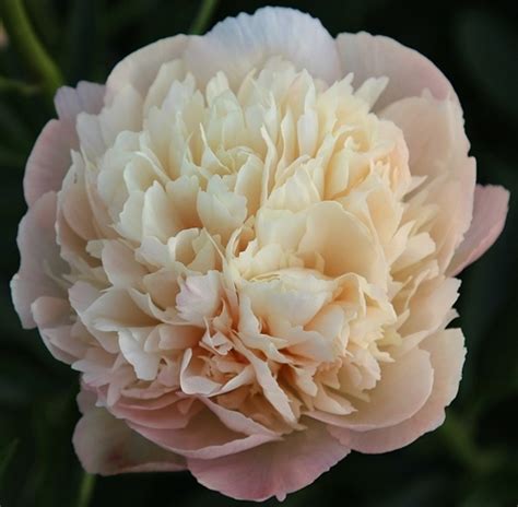 Peony Nikita Пион Никита Гибридный зарегистрированный сеянец питомник ...