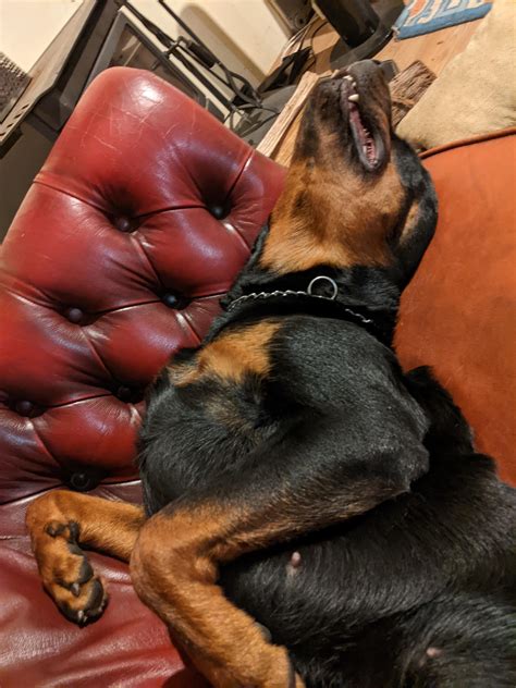 Dog breed rottweiler pictures show the beauty of these pets 5