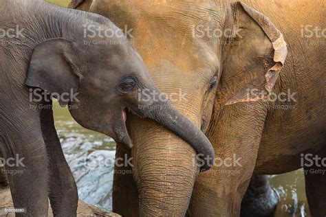 Elephant And Baby Elephant Stock Photo - Download Image Now - Elephant ...