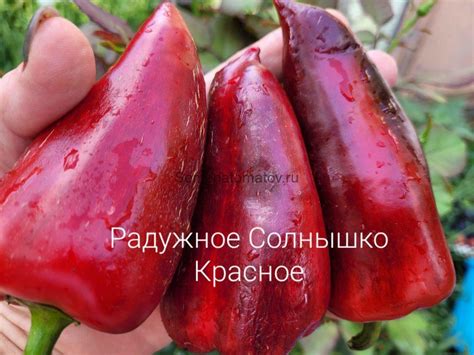 Солнышко Радужное Красное — Семена Томатов