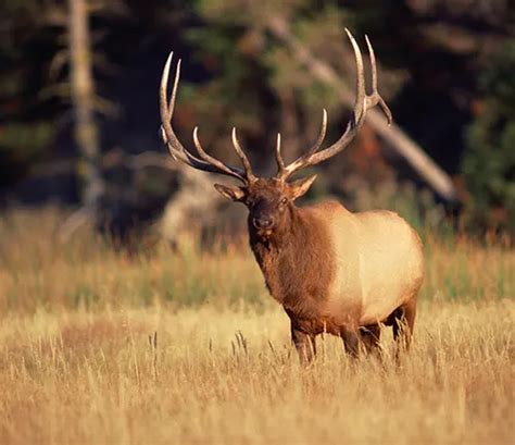 Coconino National Forest – Forestry.com