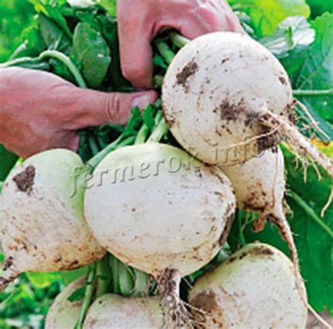 Белый редис: сорта, выращивание и уход