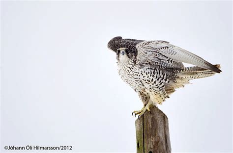 How I got my bogey bird | Rockjumper Birding Tours