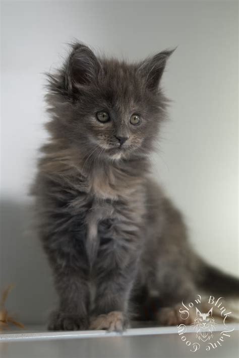 Blue Tortie Maine Coon Kittens | SlowBlink