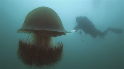 Nomura's Jellyfish | Big Pacific: Voracious | PBS LearningMedia