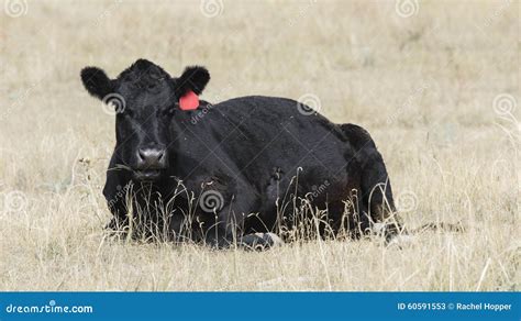 Cow Lying Down Stock Images - Download 469 Royalty Free Photos