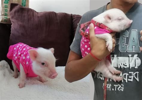Mini pig en venta - Mini Pig Mexico