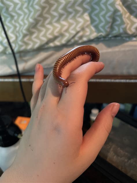 💖 : r/millipedes
