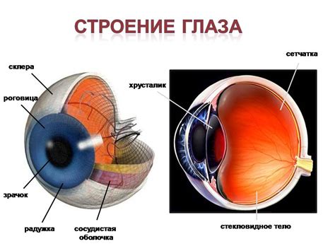 Глаз человека: внутреннее строение глазного яблока и работа зрительной ...