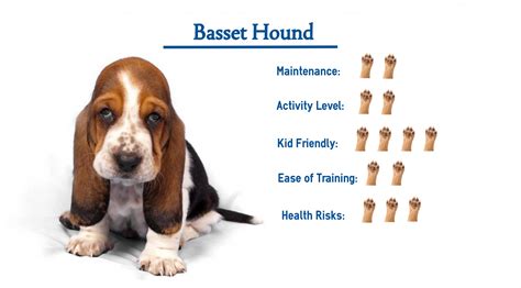 Basset Hound… Everything You Need to Know at a Glance!