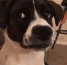 Dog Side Eye Side Eye Dog GIF - Dog Side Eye Side Eye Dog Funny Dog ...