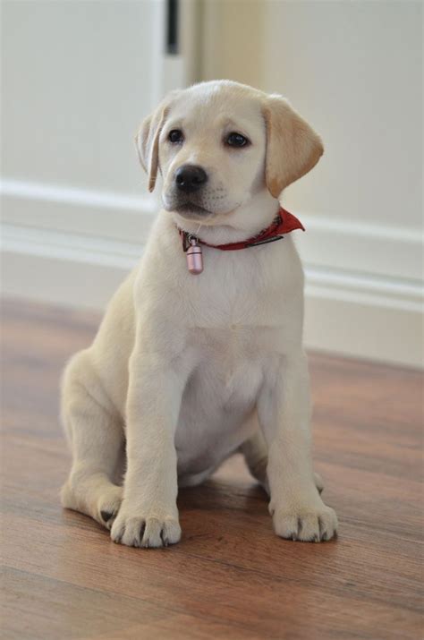 New photographs labrador retriever puppies ideas – Artofit