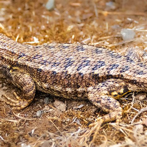 Blue Belly Lizard Eggs