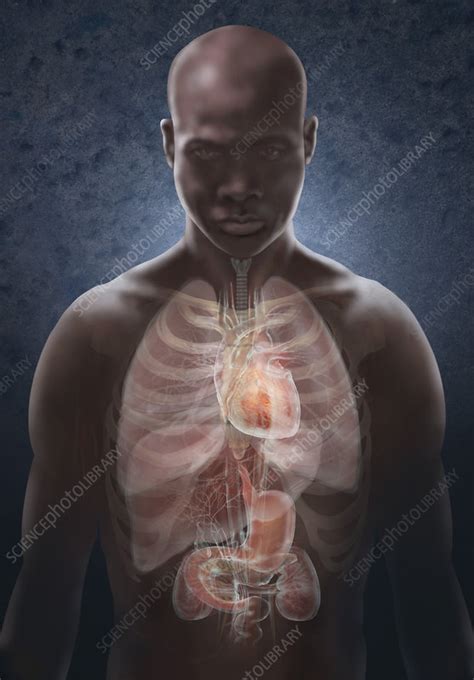 internal organs stock image  science photo library