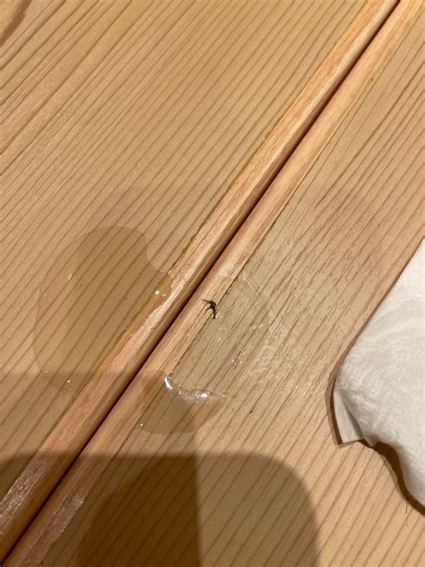 whats this insect that flew into my face. : r/insects