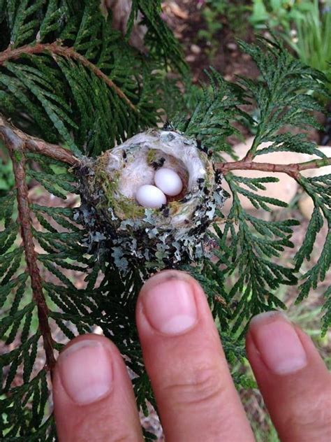 Colibri eggs - 9GAG