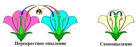 Опыление и оплодотворение растений. Половое размножение.