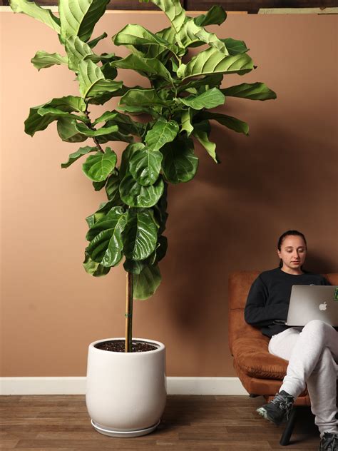 ft fiddle leaf fig dahing plants