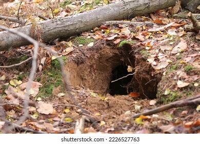 Entrance Hole Badger Set Stock Photo 2226527763 | Shutterstock