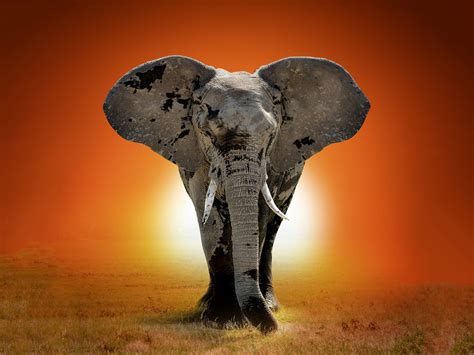 Can Elephants Save the Planet? These Majestic Animals Are Key to