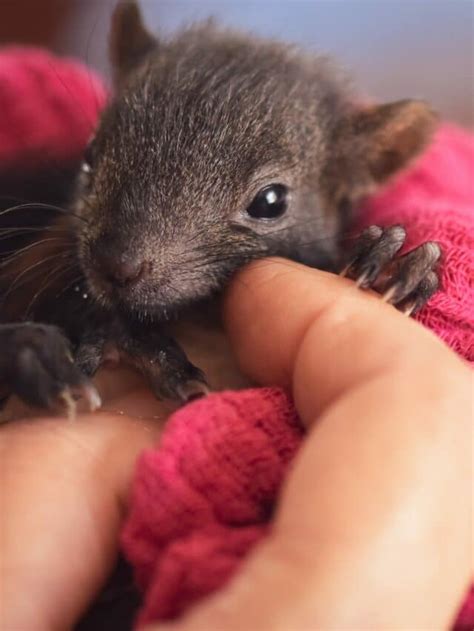 The Secrets of the Adorable Baby Squirrels - Animals Around The Globe