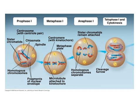 PPT - Interphase PowerPoint Presentation, free download - ID:5430550