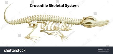 Illustration Of A Crocodile'S Skeletal System On A White Background ...