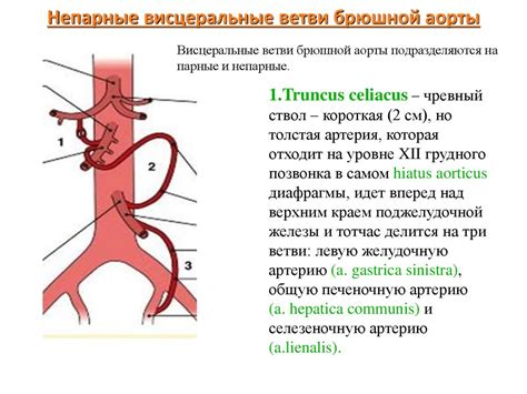 Кровеносная система человека: артерии - презентация онлайн