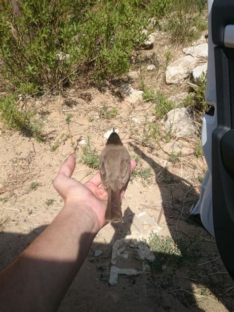 לחופש נולד 🐦🐦🐦 | Wild