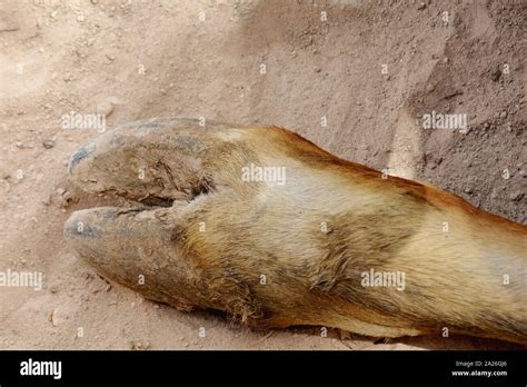 buffalo hoof  res stock photography  images alamy