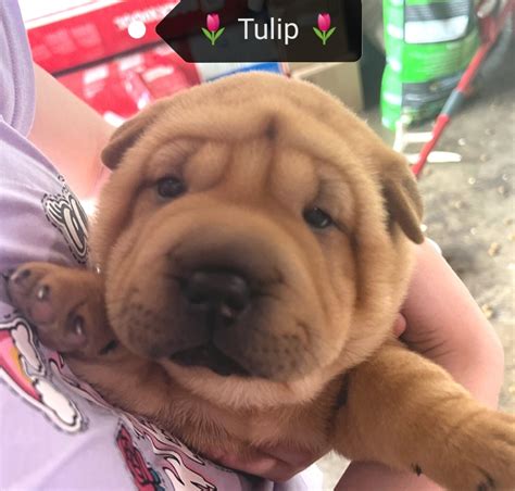 Miniature Chinese Shar- Pei – Nytestok Boston Terriers & French Bulldogs