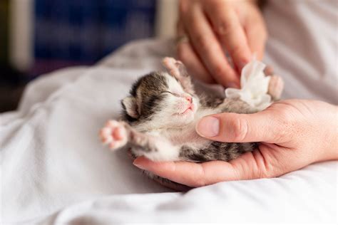how long for kittens eyes to open