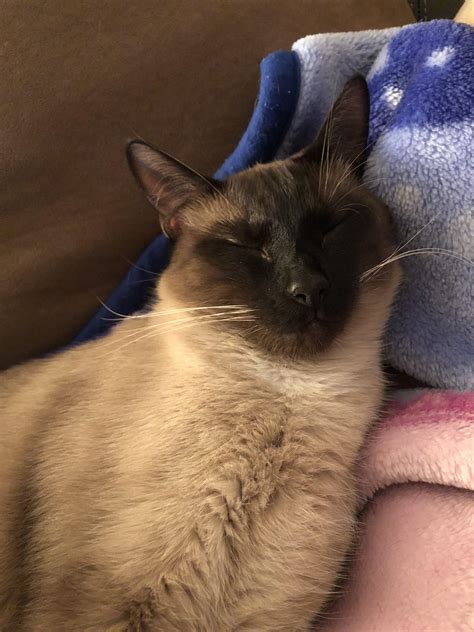 The love I have for my Siamese baby is out of this world. Look at that