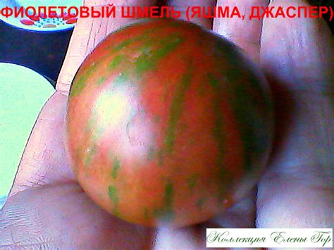 Томат Фиолетовая яшма: ОТЗЫВЫ (5), фото, урожайность | tomatland.ru