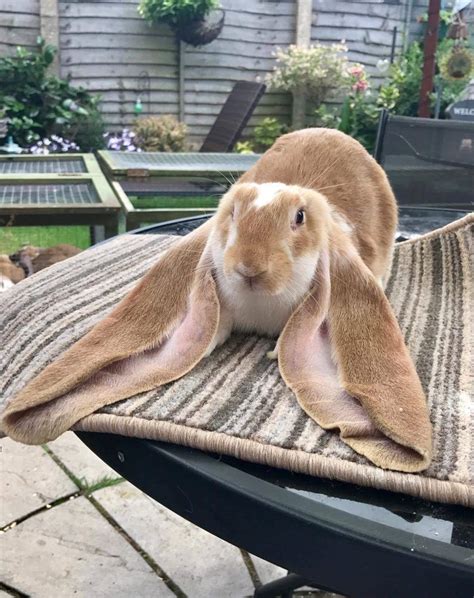 This amazing long eared bun : r/Rabbits