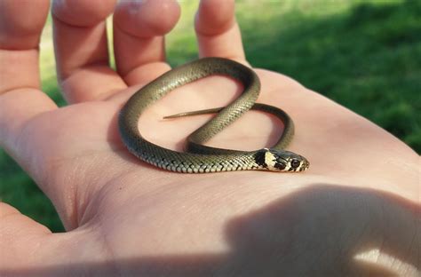 What Does A Baby Snake Look Like? • Support Wild