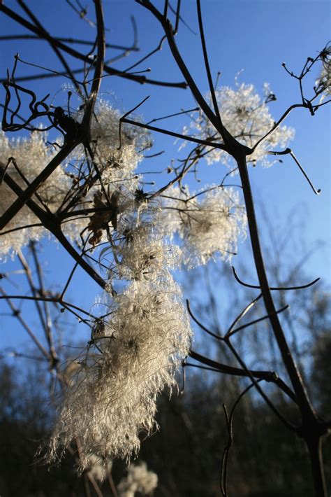 Overwintering Clematis: How To Prepare Clematis For Winter | Gardening ...