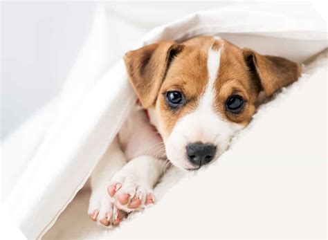 Pets for Adoption Near Me | Adopt a Pet | PetClassifieds.com