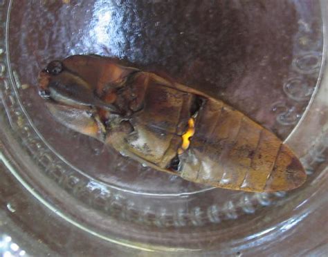 pyrophorus noctilucus underside jpg bioluminescent click flickr