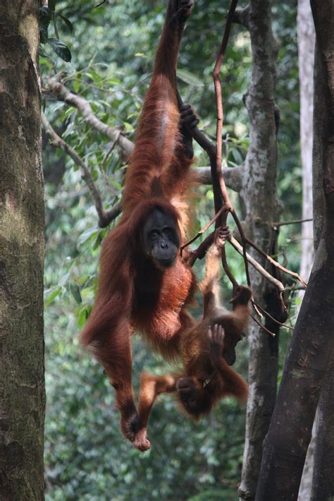 Bukit Lawang, orangutans | Bukit Lawang, mother and baby ora… | Flickr