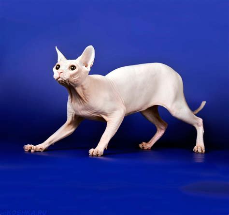 Кошки сфинксы (65 фото) Фотографии котов сфинсков. Красивый сфинкс