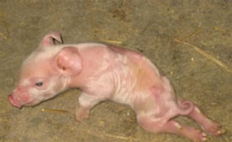 Real Deformed Animals