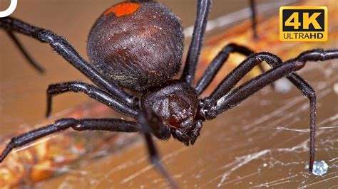 redback spider  infamous deadly black widow  australia