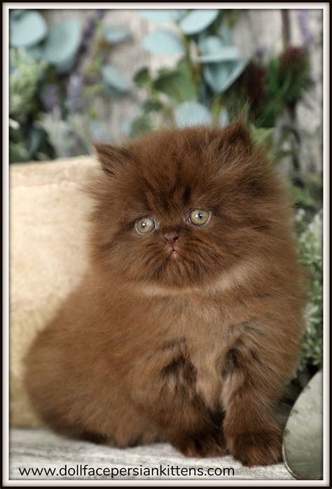 Brown Persian Cat Price In India - Pets Lovers