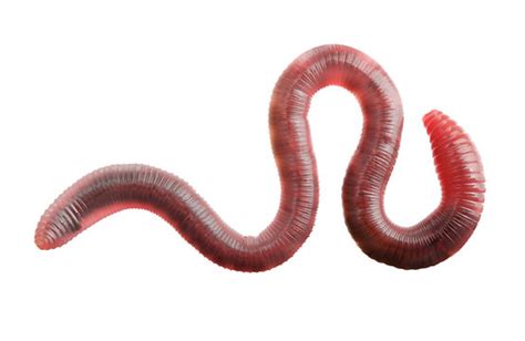 Vermicomposting - CalRecycle Home Page