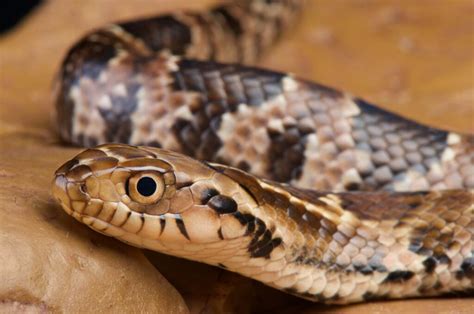 12 Striking Amazon Rainforest Snakes • I Heart Brazil